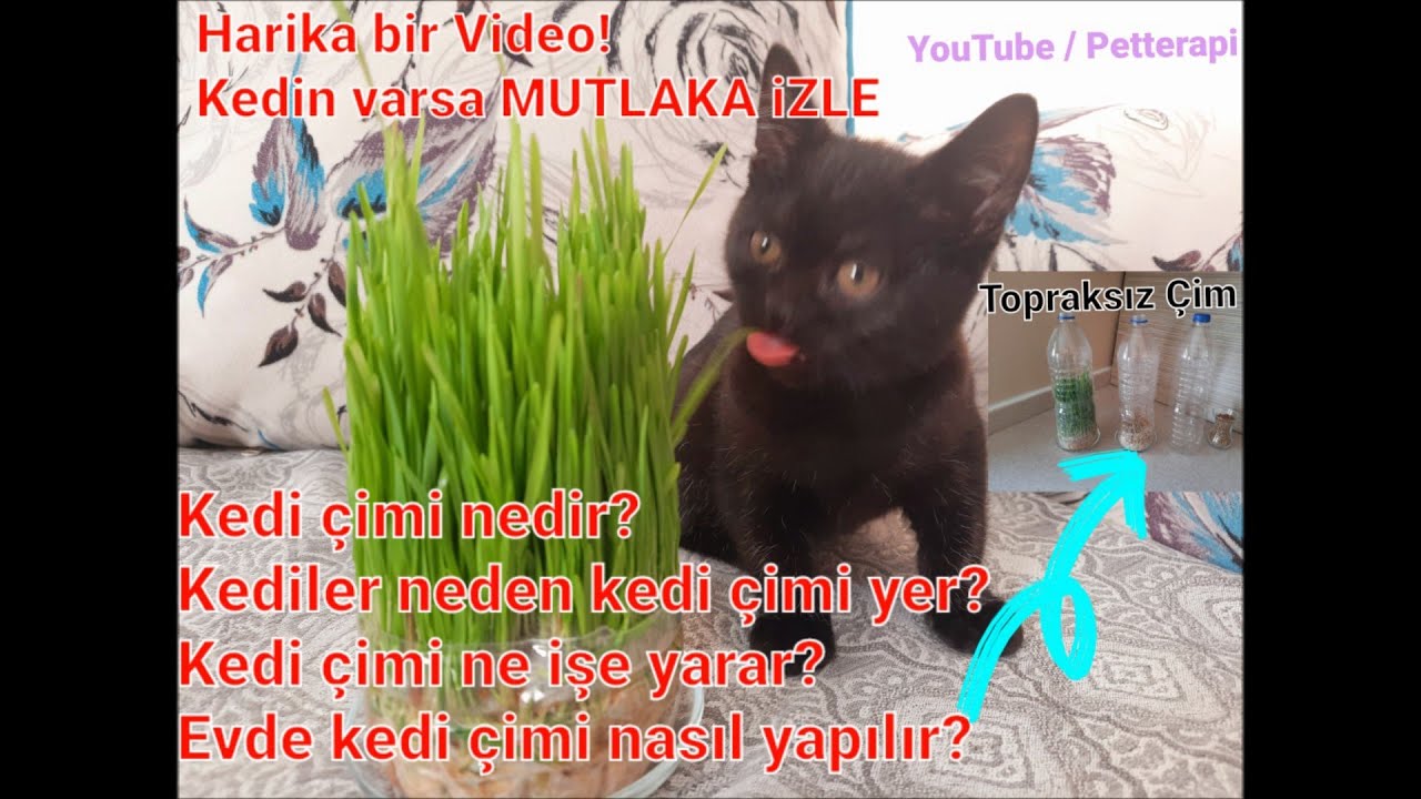Kedi Çimi Nedir? Evde Kedi Çimi Nasıl Yapılır? Topraksız Çim Yapımı