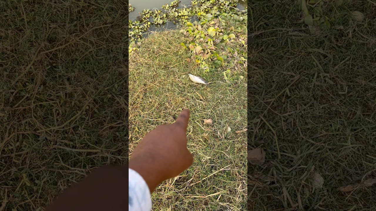🤓From Net To Life | Small Fish Set Free! 
