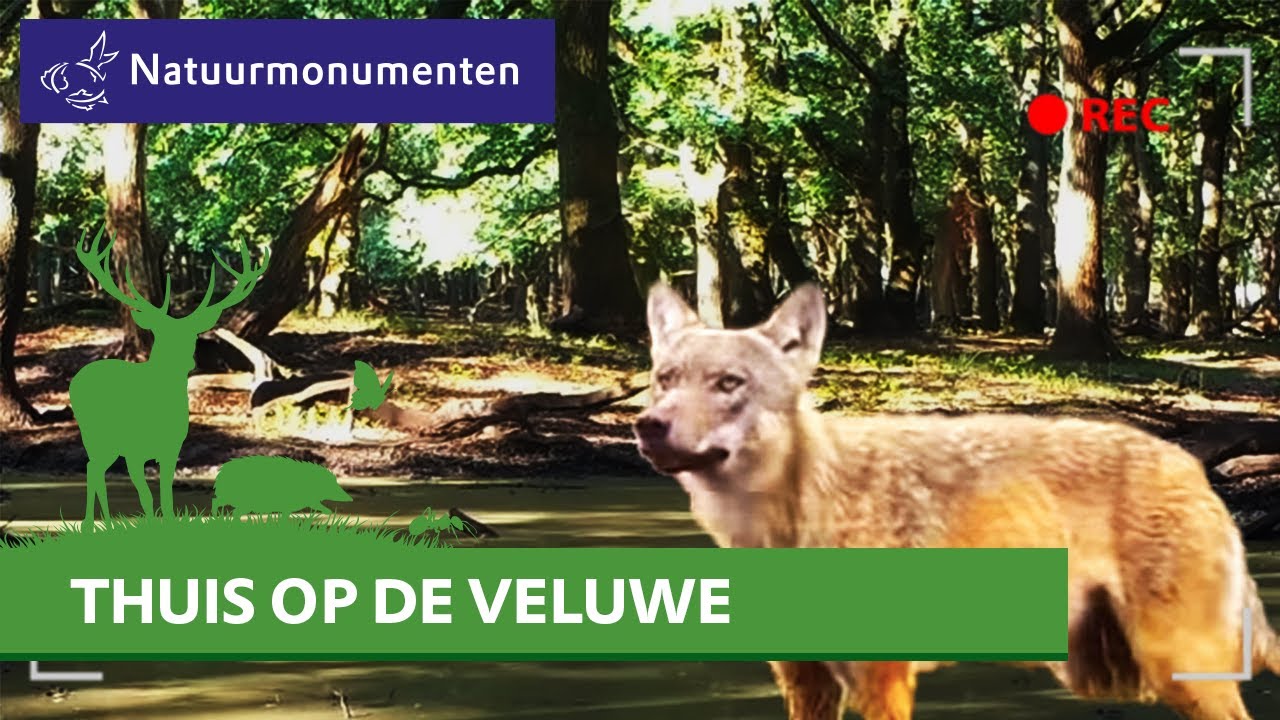 Wolvin voelt zich thuis op de Zuid-Veluwe | Wennen aan de Wolf