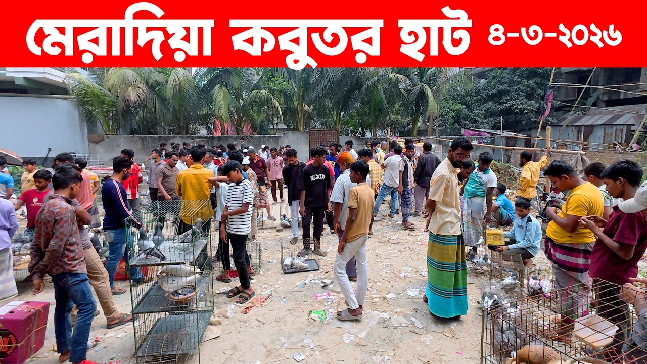 মেরাদিয়া কবুতর হাট ৪-৩-২০২৬ | Kobutor hat | Pigeon Market in Bangladesh | Meradiya Kobutor hat