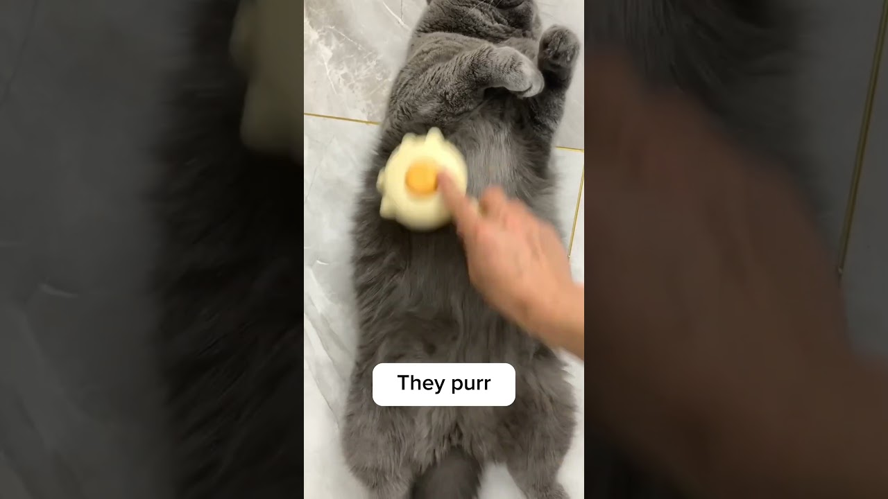Cat brushing made simple!
