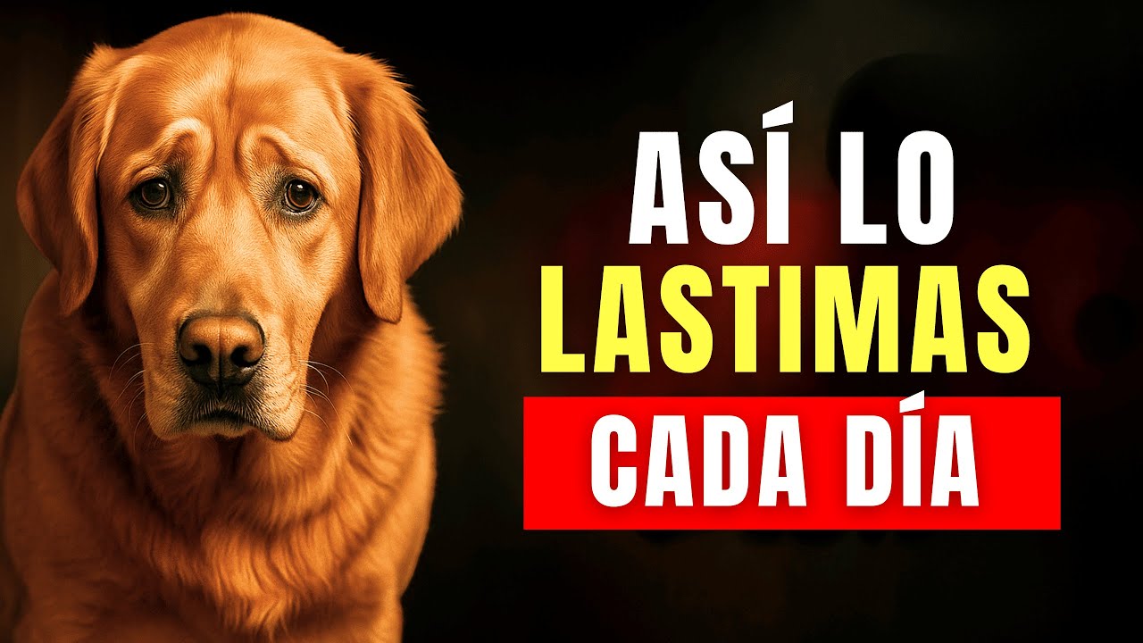 10 cosas que destrozan a tu perro sin que te des cuenta