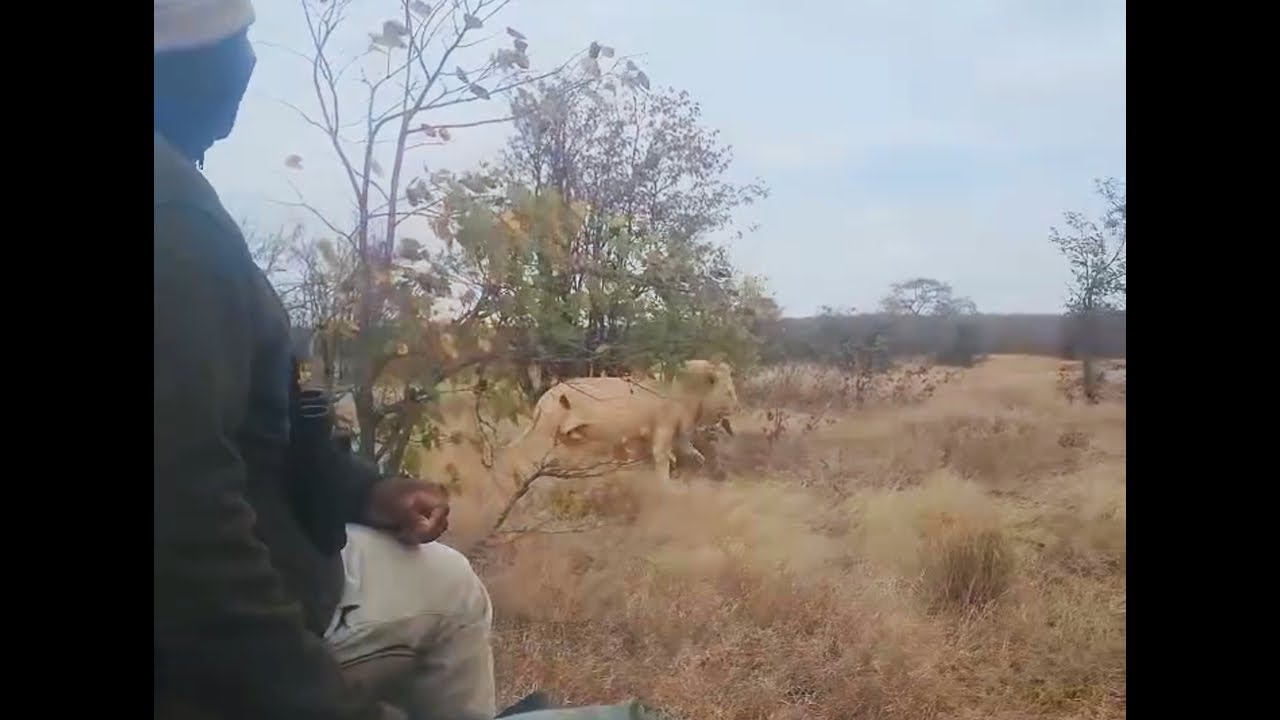Xakubasa White Birmingham Male Lion in Kruger | 18 September 2024