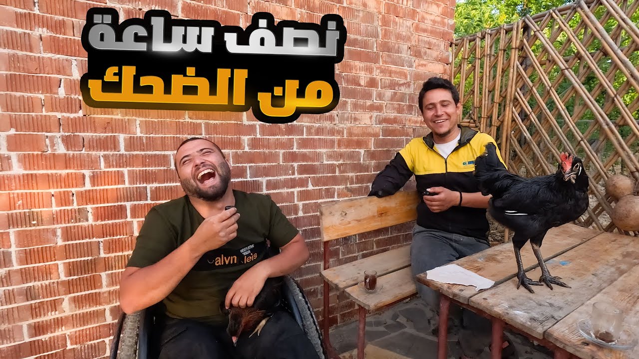 حكمنا على الدجاجة المذنبة بالبراءة بشرط واحد.
