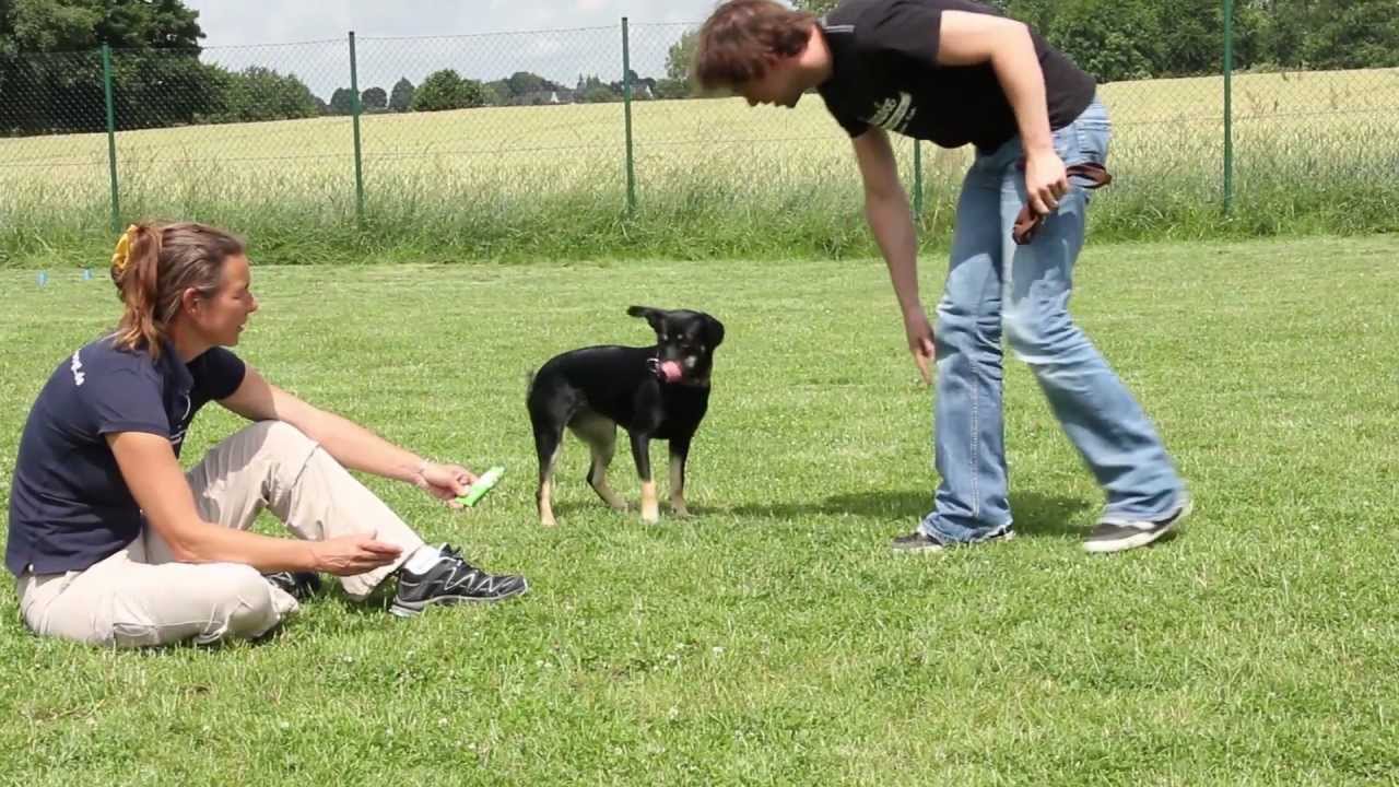 Schulkurs für Hunde - Hundeschule Vogt
