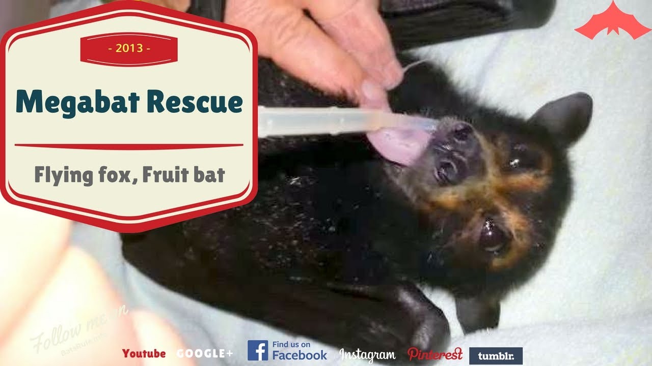 Bat hit by vehicle, rescue, Megabat, black, male Flying fox, Fruit bat
