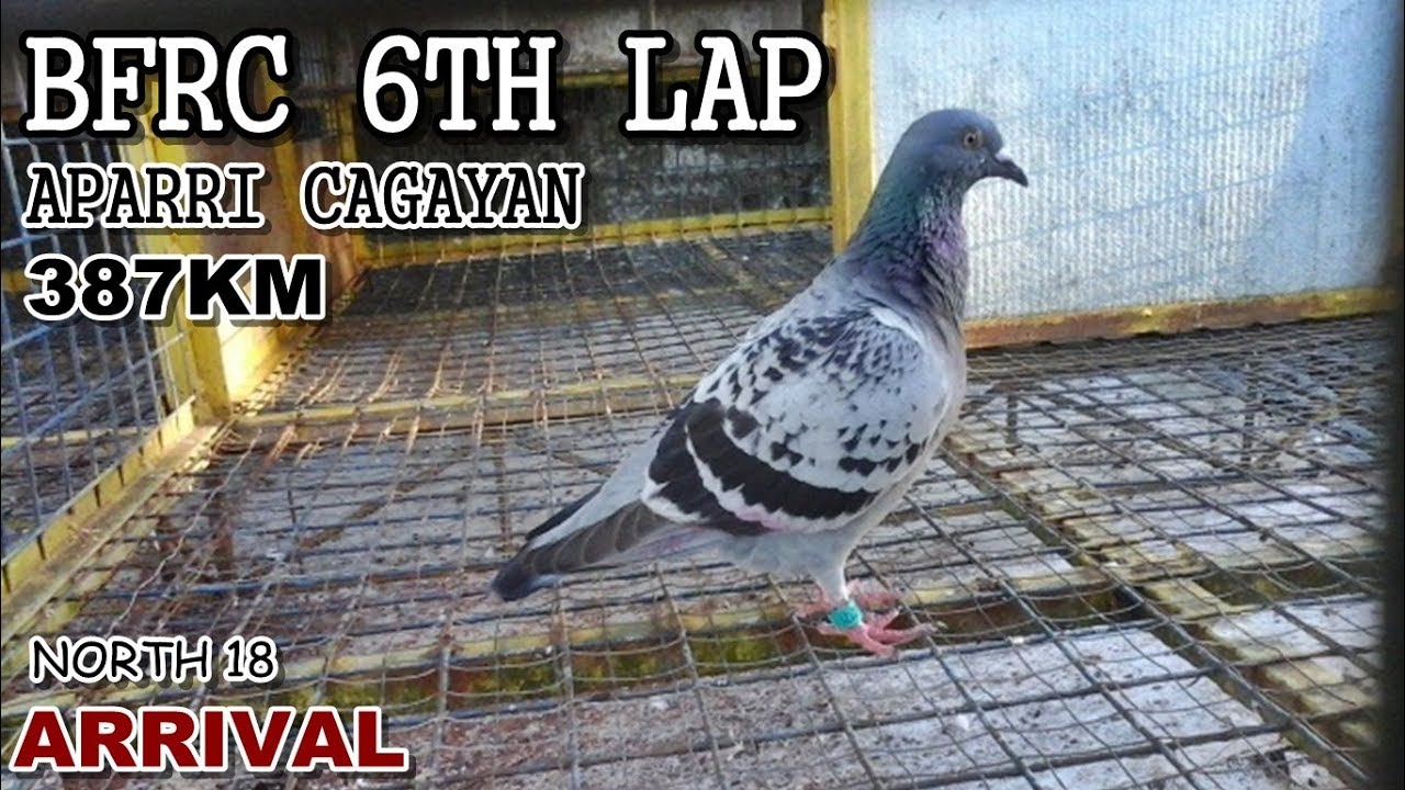 BFRC 6TH LAP APARRI 387 KM ARRIVAL RACING PIGEON