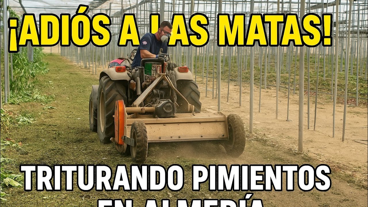 🚜 Invernadero en San Agustín (Almería) | Triturando Matas de Pimientos para Nueva Siembra