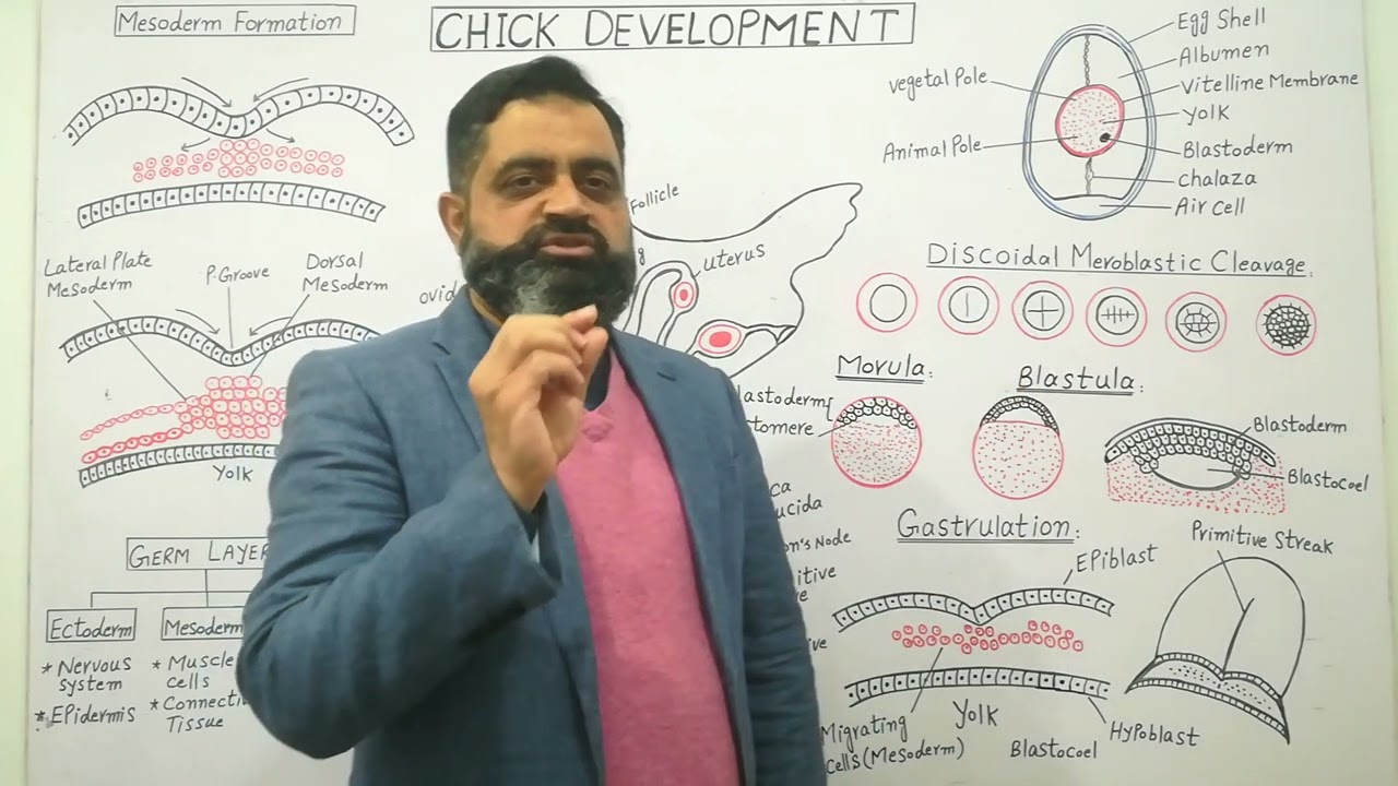 Chick development Urdu /Hindi medium @prof.masoodfuzail #Gastrulation in chick Embryo