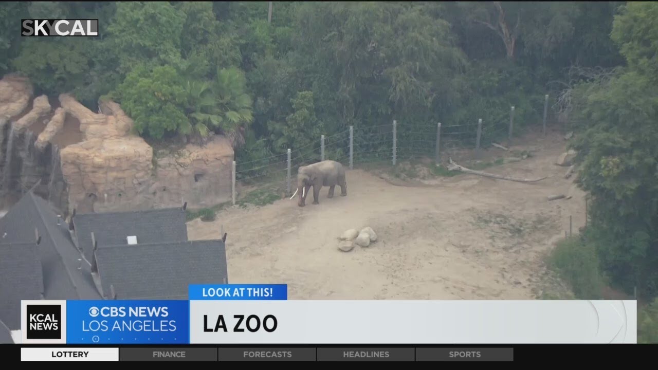 LA Zoo | Look At This!