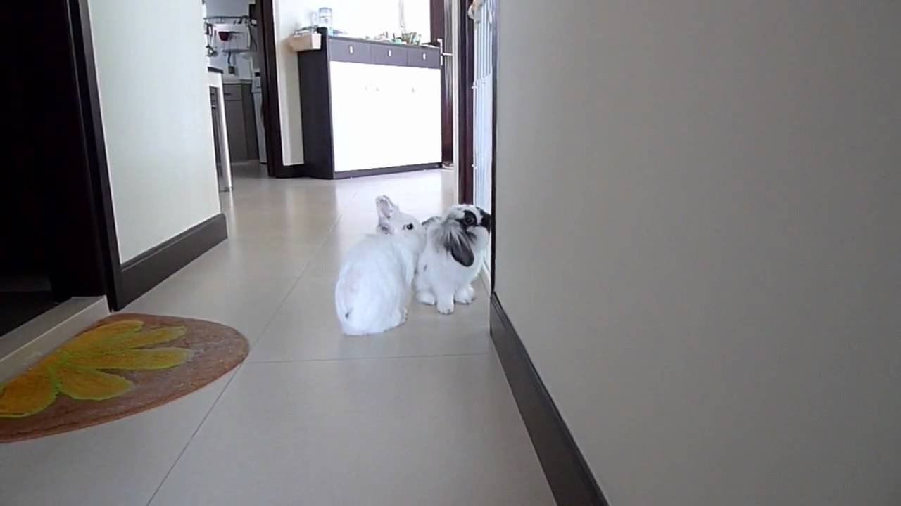 P1030078.mp4