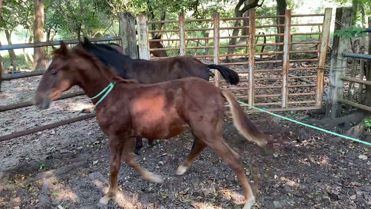 Los vamos en busca  de dos potrillos para su destete 🔥👌🏻🤠🐎🐎