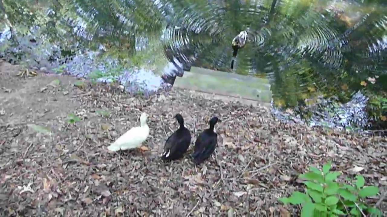 Rufus and the Call Ducks