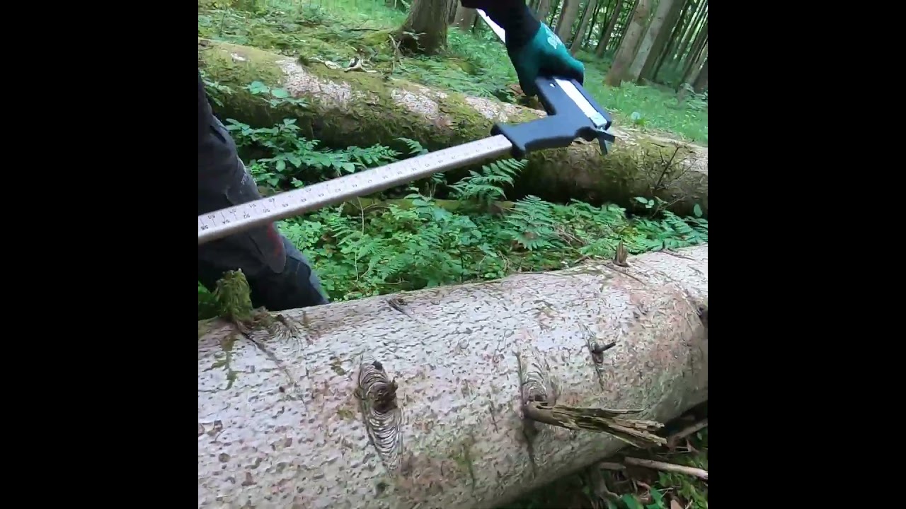 Nestle Abl&auml;ng-Messkluppe Specht #shorts #wald #forst