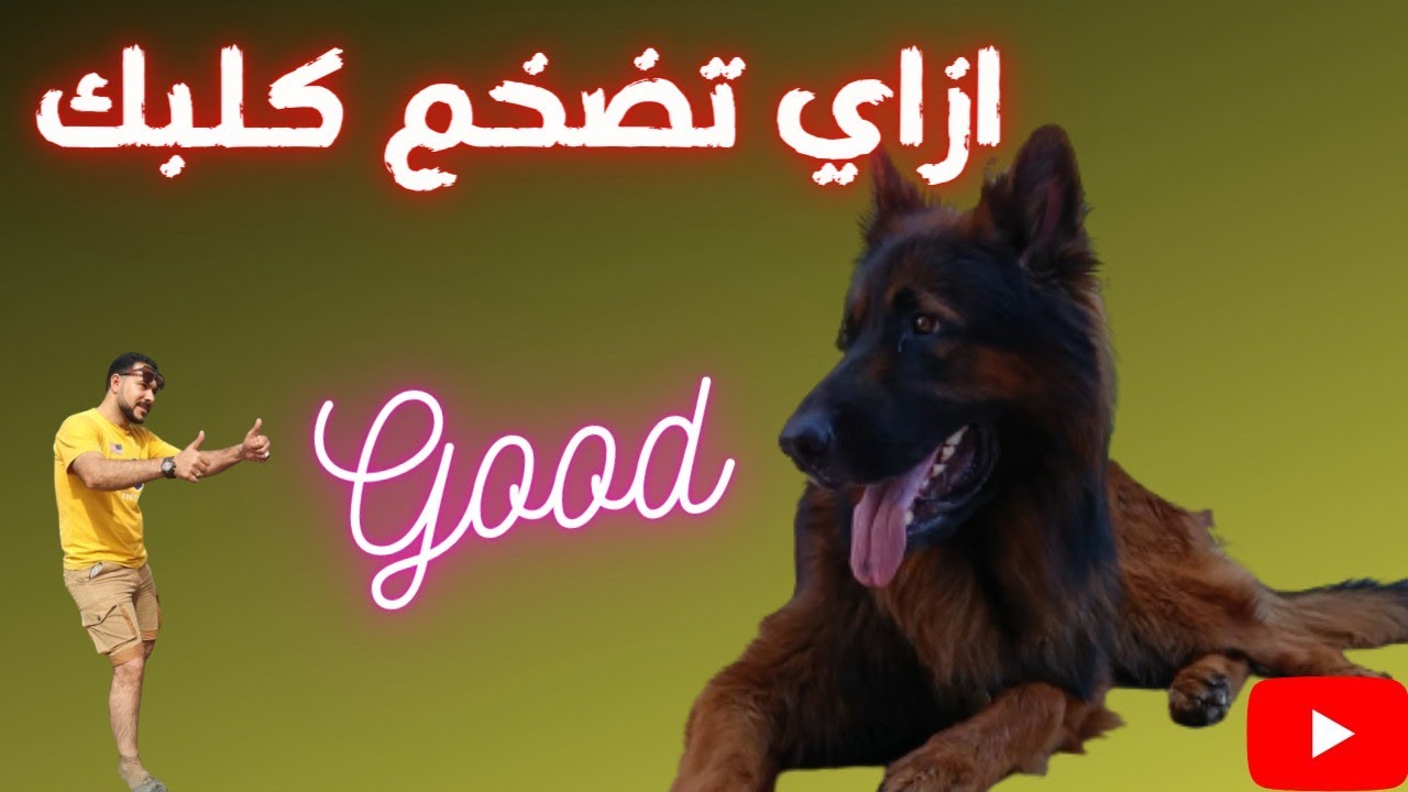 اهم حاجه لتضخيم الكلب وازاي تخلي كلبك ضخم في ايام بسيطه