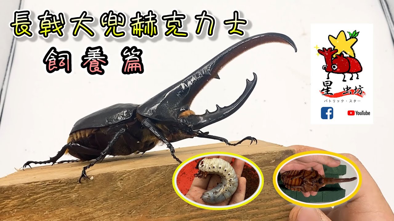 《赫克力士大兜蟲如何飼養?》長戟大兜蟲飼養篇/星虫坊｜甲蟲(基礎篇)  世界最大甲蟲   #甲蟲 #甲蟲王者 #嚇克力士