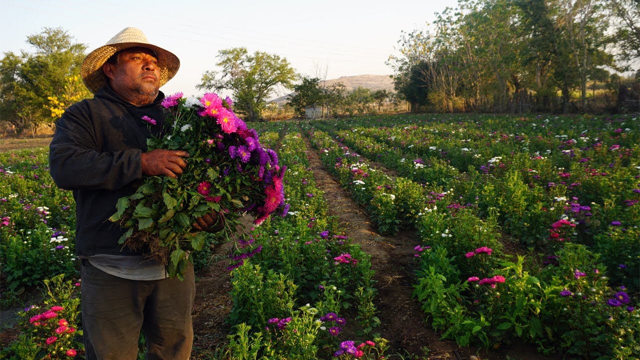 Cosechando flores de Penumbre. #San Antonino Castillo Velasco  #oaxaca #flores