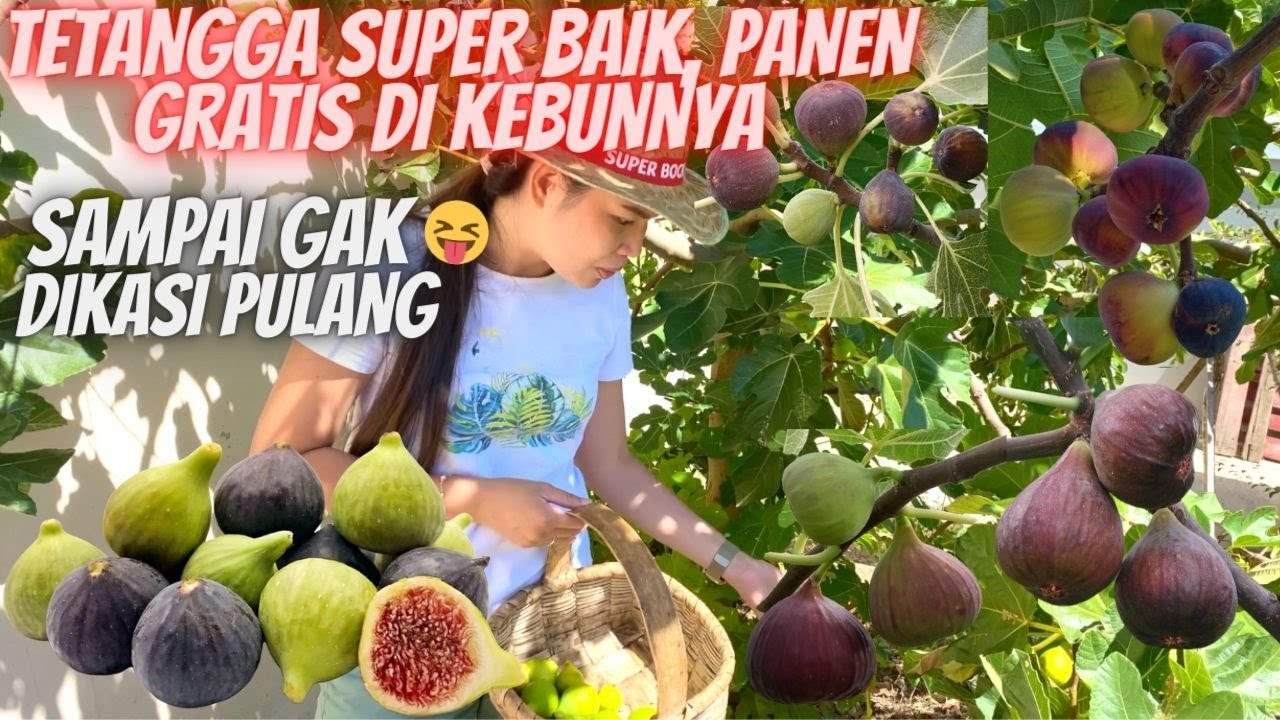 GEREBEK KEBUN TETANGGA | PANEN BUAH TIN (BUAH ARA/FIG) GRATIS SEPUASNYA