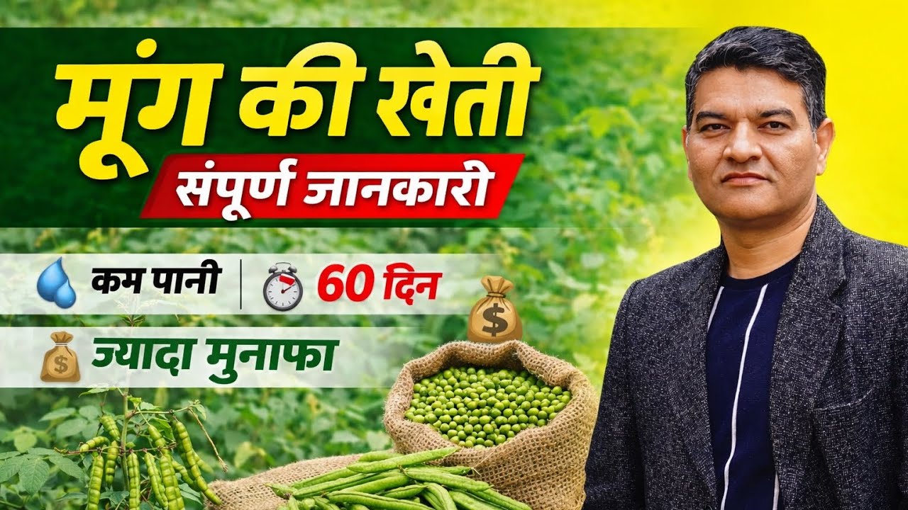 मूंग की खेती कैसे करें ? मूंग में पीला मोजेक रोग, मूंग की खेती बुवाई से लेकर कटाई तक की पूरी जानकारी