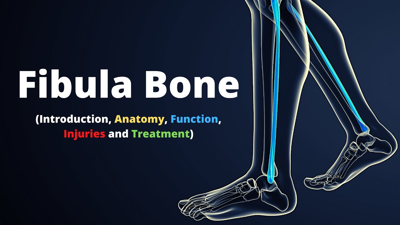Fibula Bone - Introduction, Anatomy, Function, Injuries and Treatment.