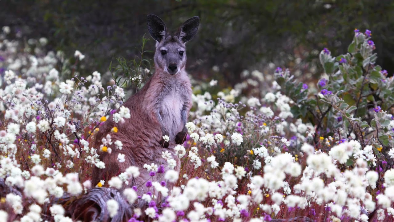 Mt Gibson 2021 Wildflowers