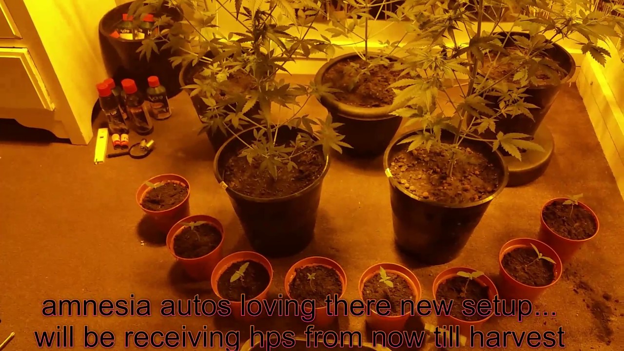 growing weed - autoflower grow 2017  part 5 (18+)