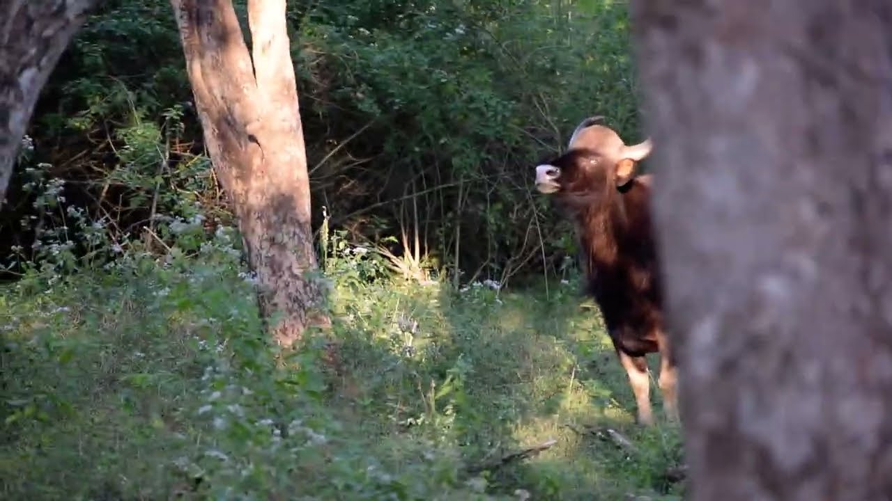 Indian Gaur vs Tiger @Bandipur