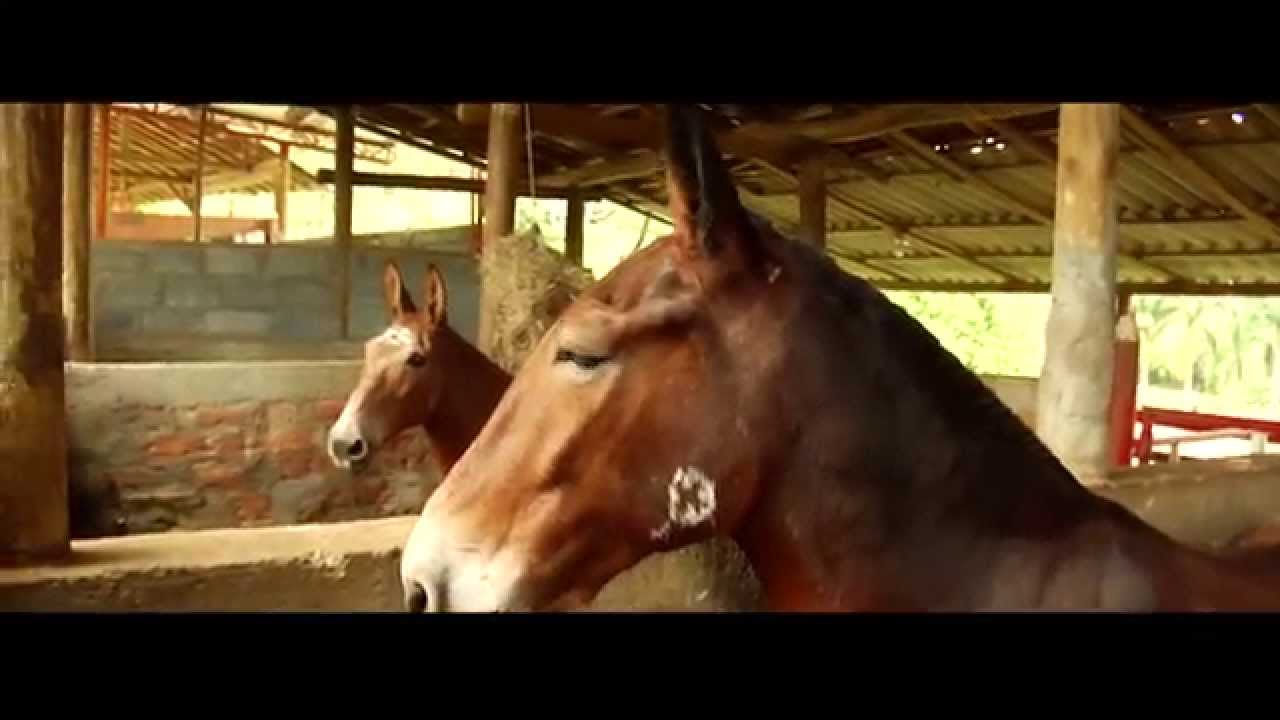 A Lomo de Mula 4 - Mantenimiento y Cuidado  - TvAgro por Juan Gonzalo Angel