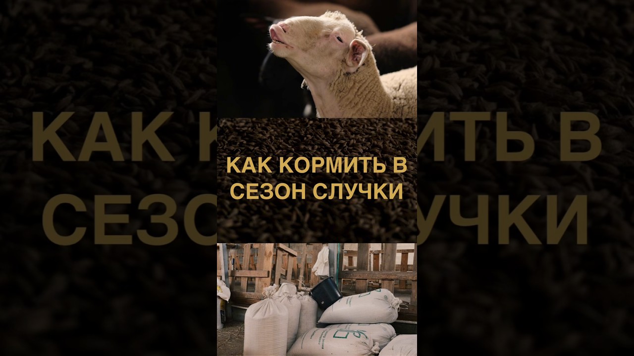 Как кормить в период случки? #овцеводство #овцы #баран #бараны #фермер #ферма