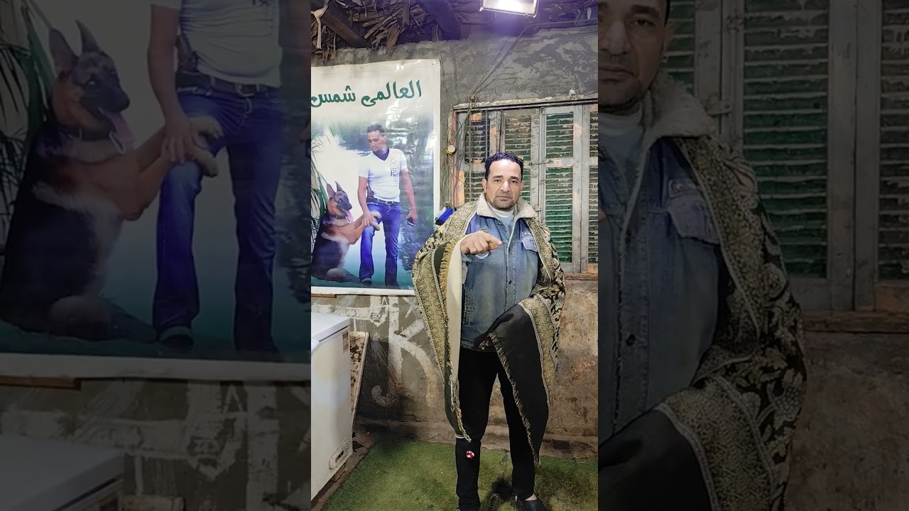 اجمد جراوي جيرمن شيبرد للبيع وبسعر مغري جدا من داخل اكاديميه الكابتن شمس لتدريب وتأهيل الكلاب