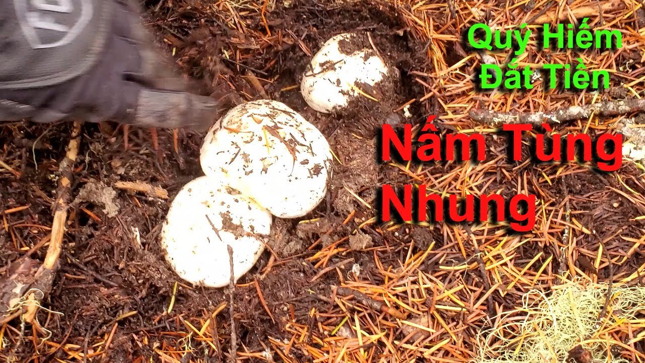 Mùa Săn nấm ở Canada, vào rừng tìm nấm TÙNG NHUNG đầy nguy hiểm 🇨🇦1020》 Matsutake 松茸 송이