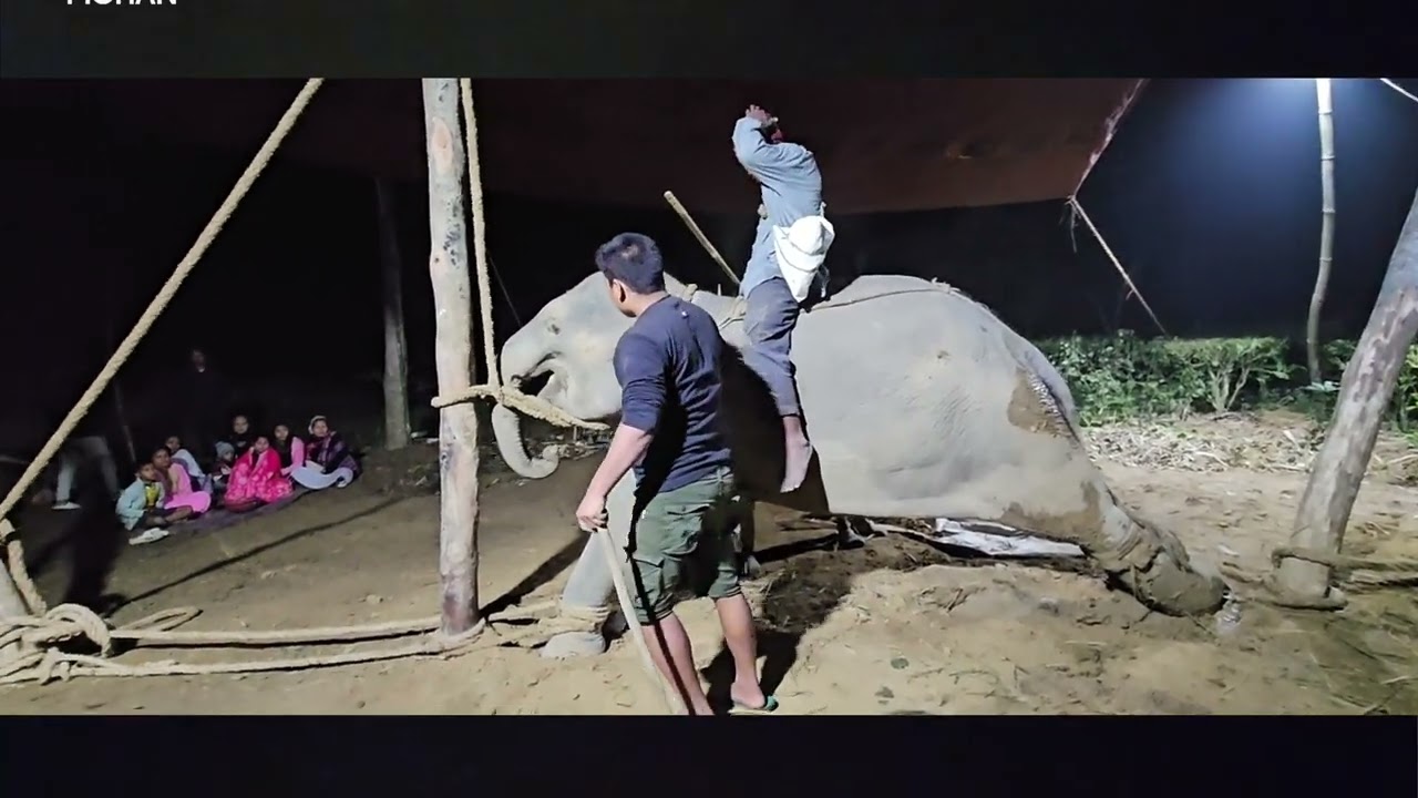 Elephant Training Assam.