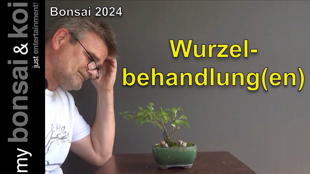 Bonsai 2024-46 - Wurzelbehandlung(en)