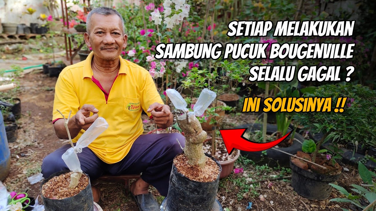 Setiap Melakukan Sambung Pucuk Bougenville Selalu Gagal, Ini Solusinya !!