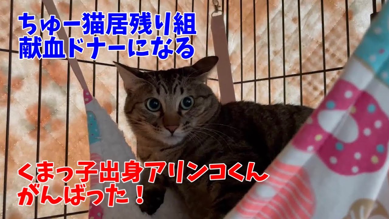 【日曜日なじゅDay】本日の主役は献血ドナー猫となったアリンコくん