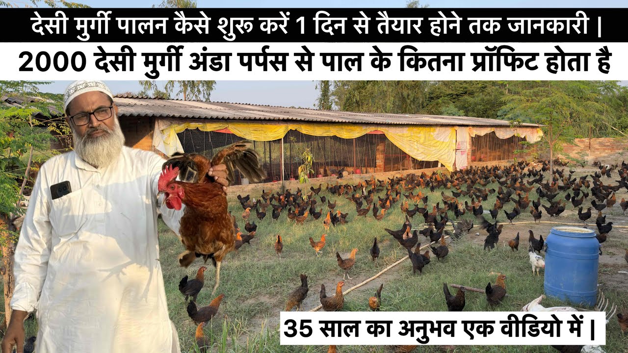 देसी मुर्गी पालन कैसे शुरू करें 1 दिन से तैयार होने तक जानकारी | Desi poultry farming || #business 