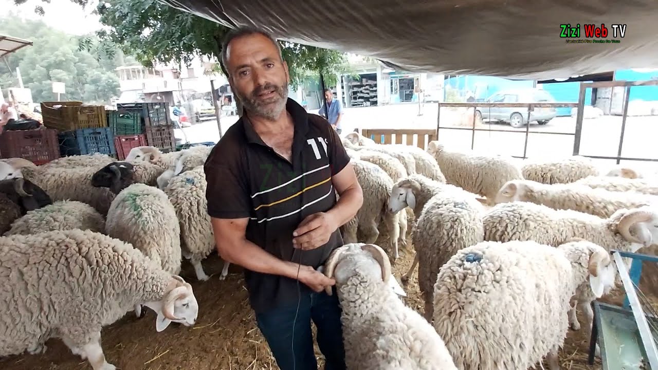 Prix Des Moutons à Tizi-Ouzou … Mardi 21 Juin 2022 … Les Détails …