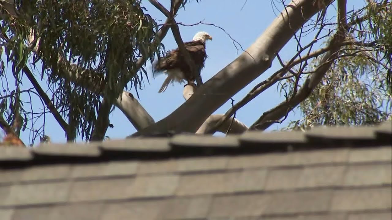 Bald eagle pair, their eaglets attracting visitors to Piedmont-Oakland