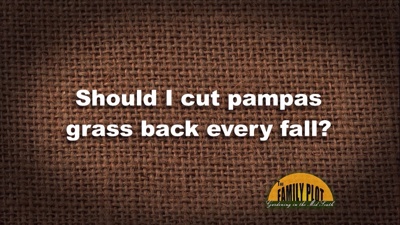 Q&A &ndash; Should I cut pampas grass back every fall?