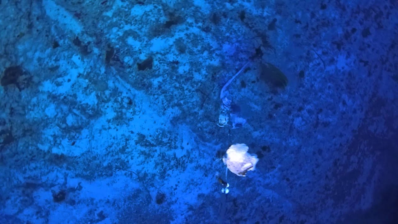 Deep drop Black Snapper