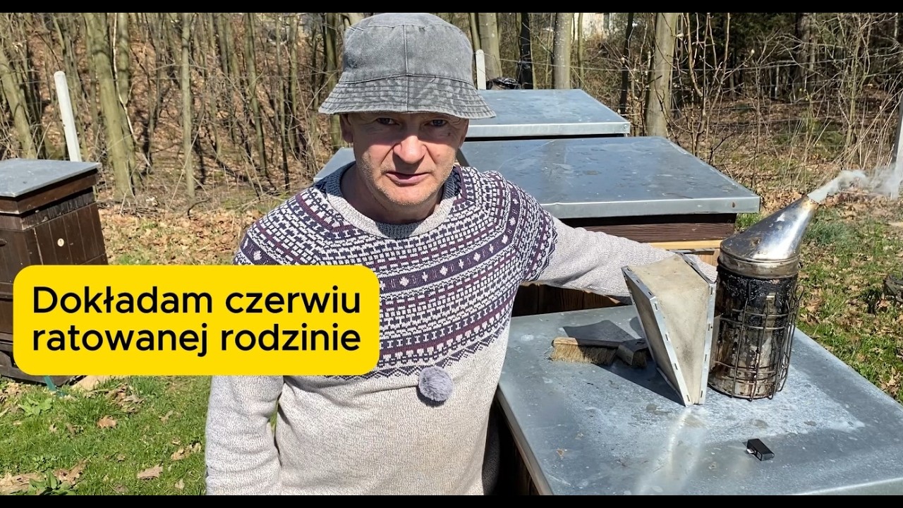 Dokładam czerwiu ratowanej rodzinie. #bee #beekeeping #beekeeper
