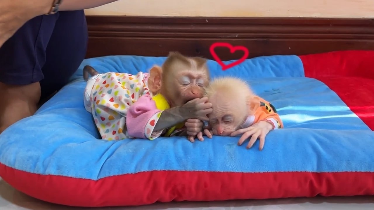 [LOve & CAre] Sweety Yuri Warmly Hug Lil Newborn Monkey When SHe's Sleeping