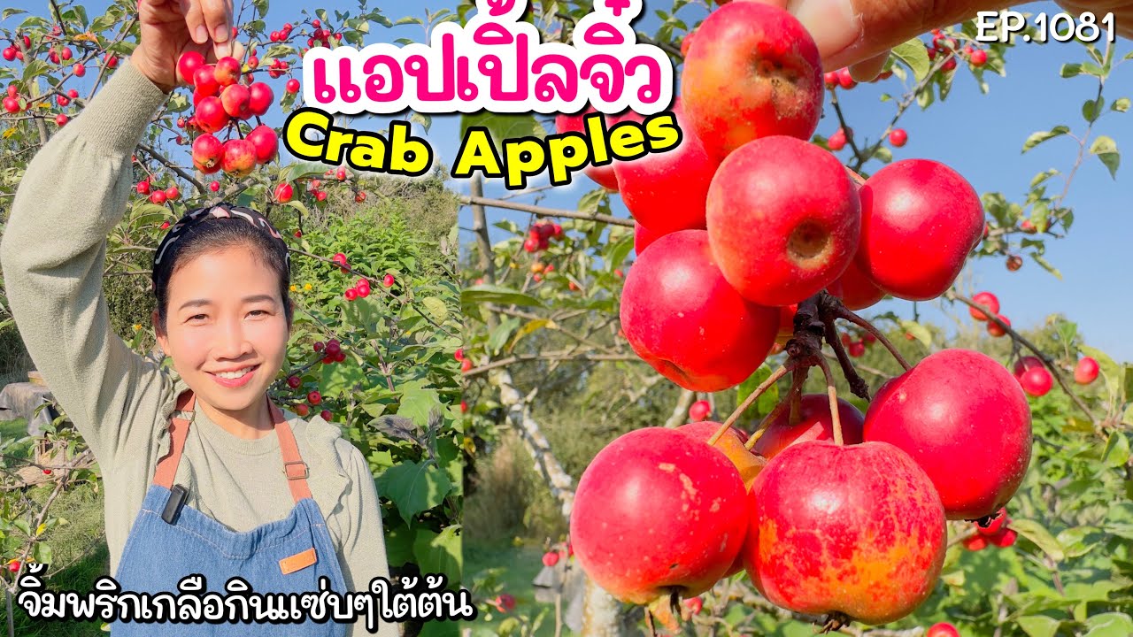 เก็บแอปเปิ้ลจิ๋ว CrabApple จิ้มพริกเกลือใต้ต้นแซ่บๆ ต้นแอปเปิ้ลป่าหลังบ้านดกมาก‼️ EP.1081