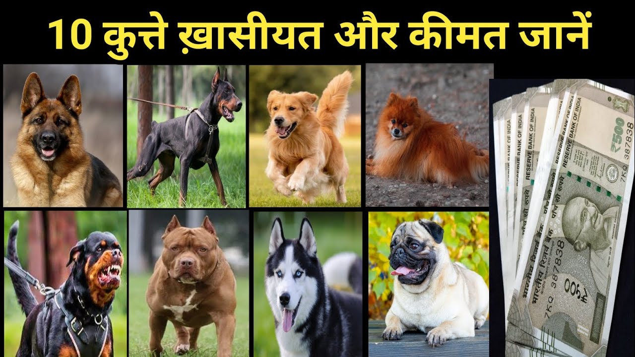 10 पापुलर डॉग ब्रीड्स|| किमत जाने🐕‍🦺👈