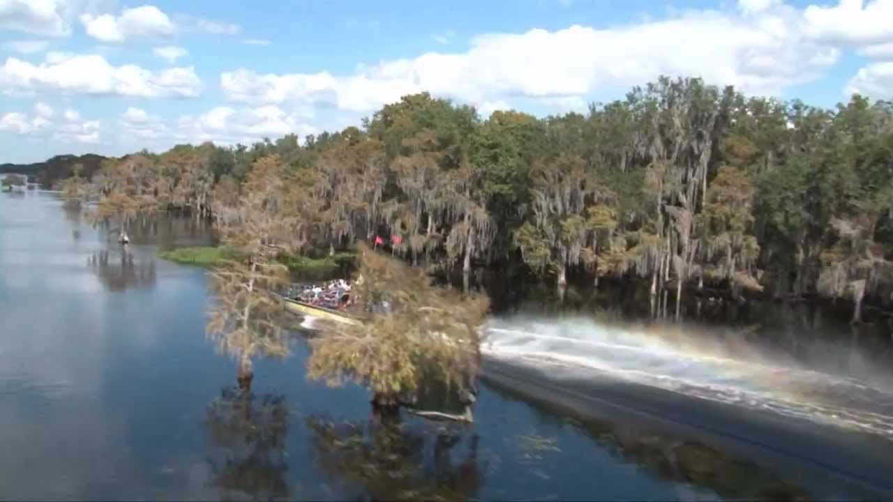 The Ultimate Orlando Wilderness Airboat DAY Adventure Alligator
