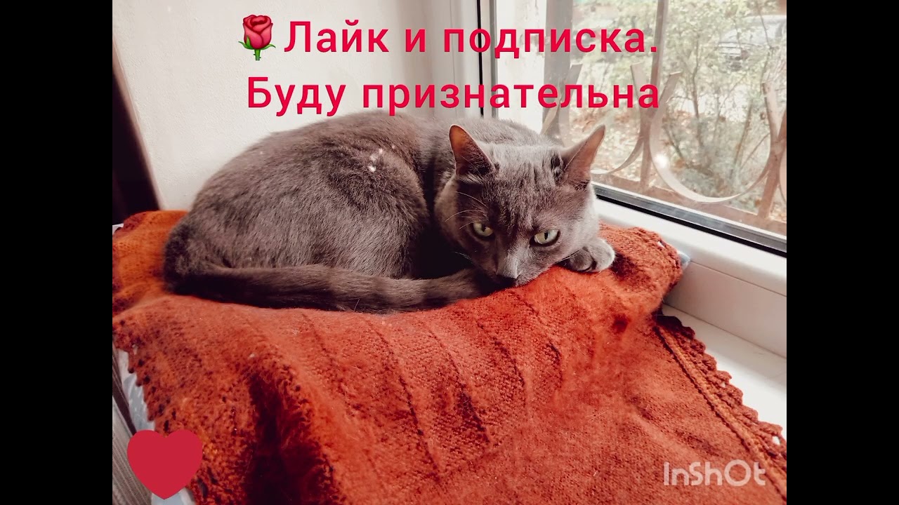 Сладость моя