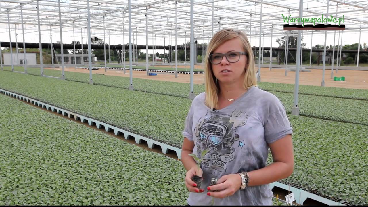 ROZSADA WARZYW PRODUKOWANA W NOWEJ TECHNOLOGI