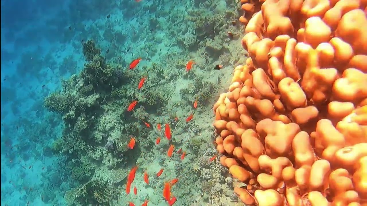 Home Reef Sheraton Sharm Hotel
