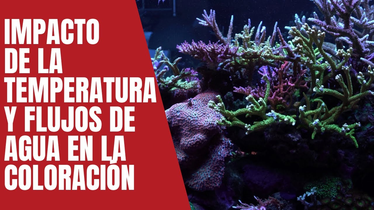 Impacto de la temperatura y flujo de agua en la coloración de los corales