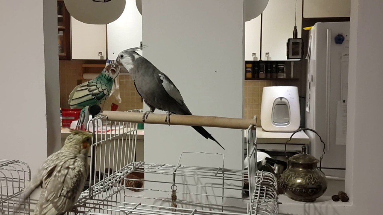 My white-faced cockatiel sings 